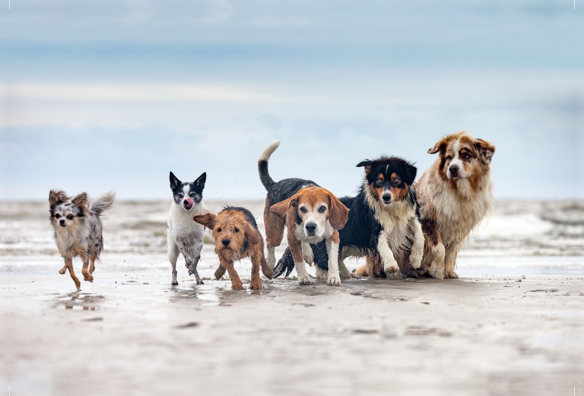 Aussie, Beagle und Co. am Strand