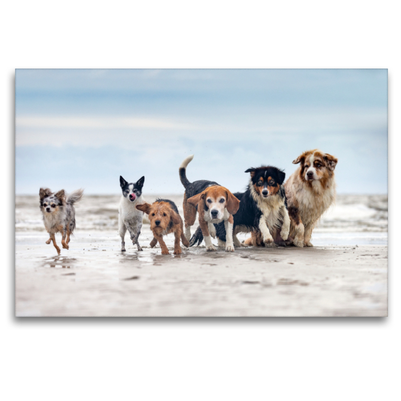 Aussie, Beagle und Co. am Strand