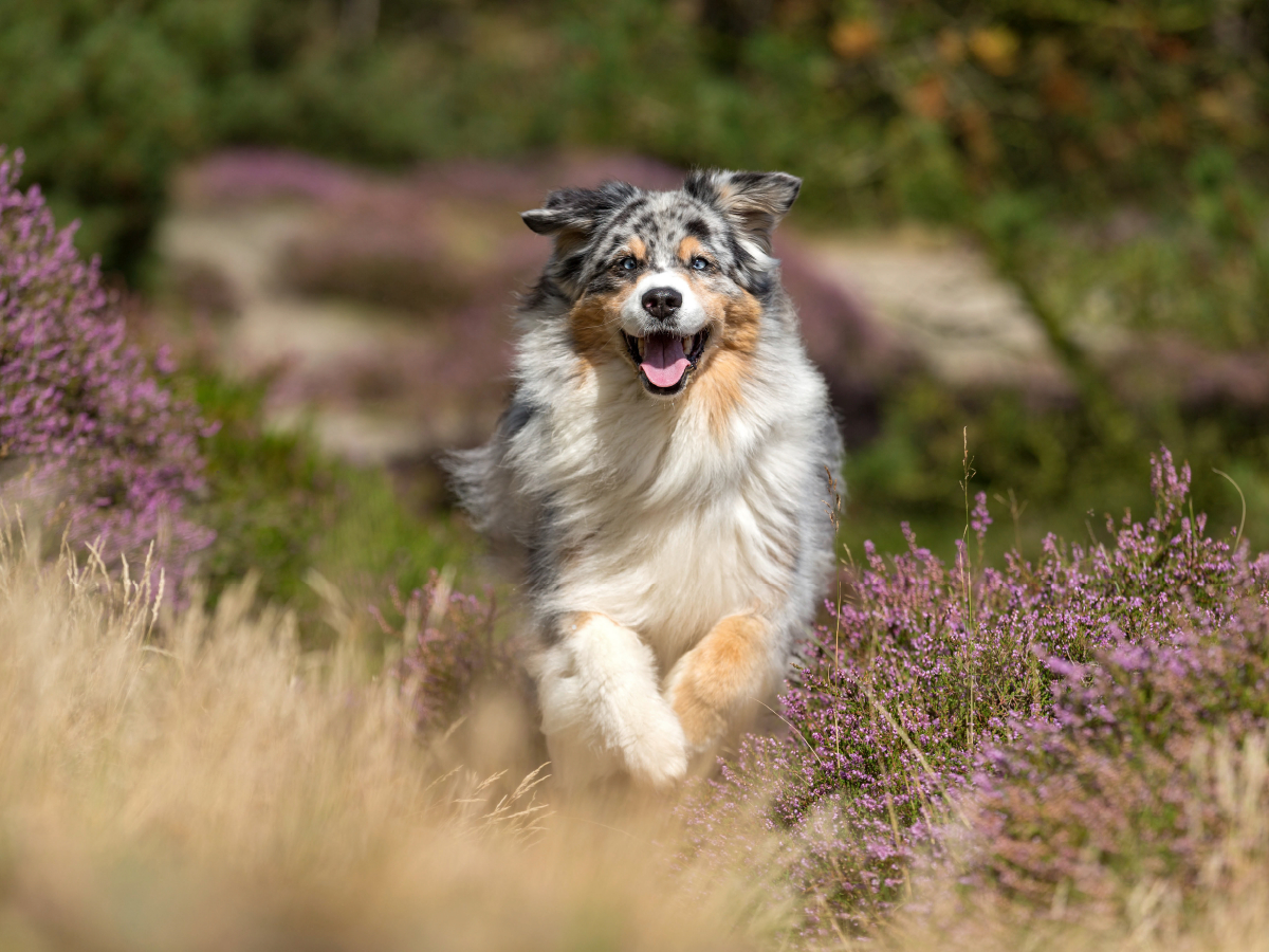 Australian Shepherd in herbstlicher Umgebung