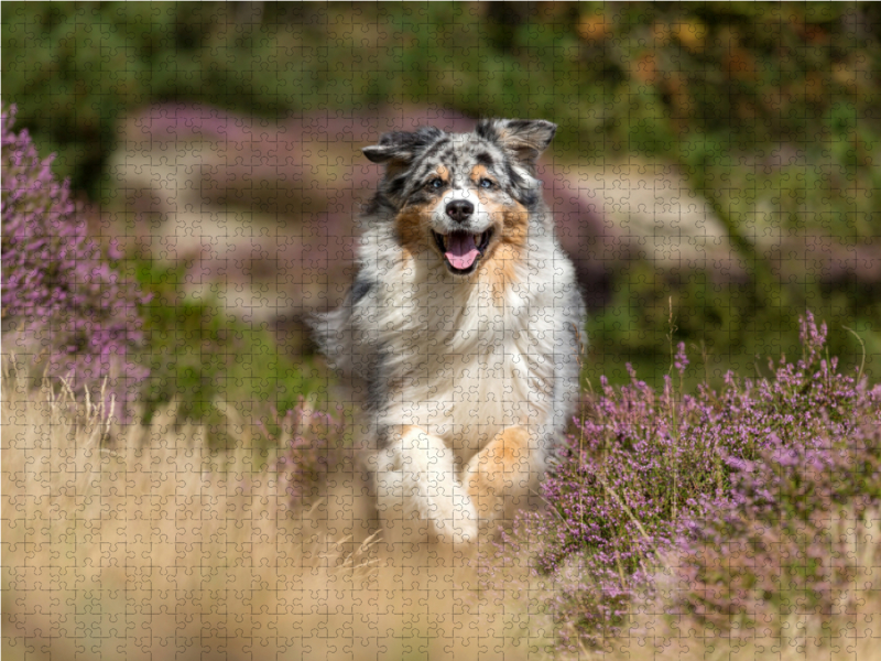 Australian Shepherd in herbstlicher Umgebung