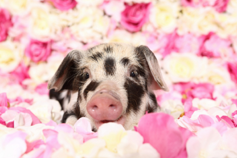 Turopolje Ferkel / Turopolje Piglet