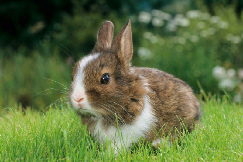 Zwergkaninchen