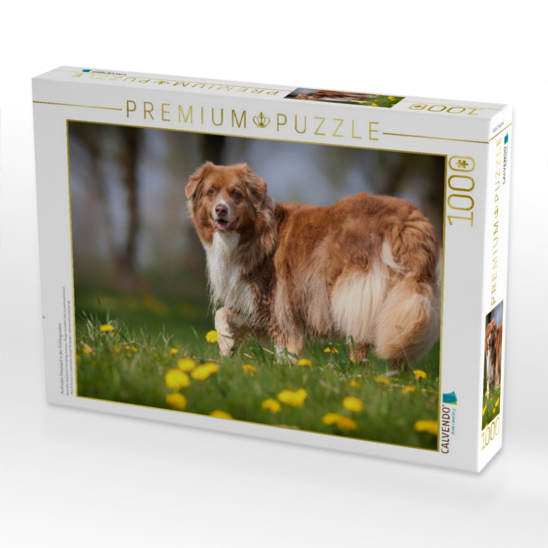 Australian Shepherd in der Frühlingswiese