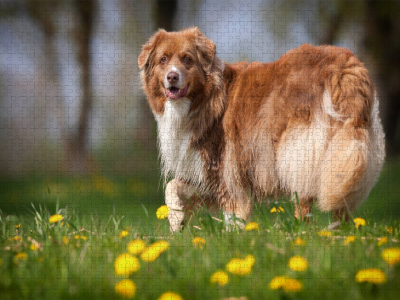 Australian Shepherd in der Frühlingswiese