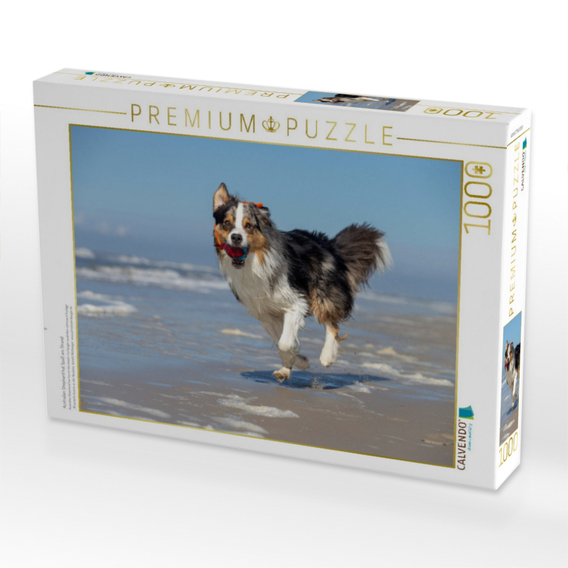 Australian Shepherd hat Spaß am Strand