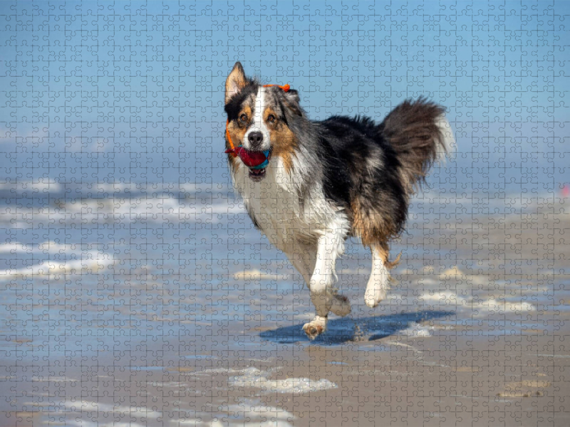 Australian Shepherd hat Spaß am Strand
