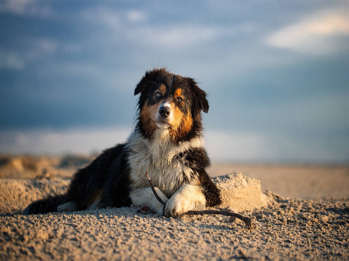 Australian Shepherd liegt am Strand