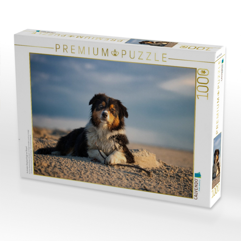 Australian Shepherd liegt am Strand