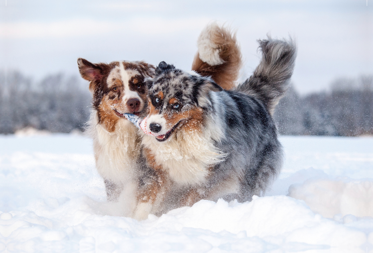 Australian Shepherds haben Spaß im Schnee