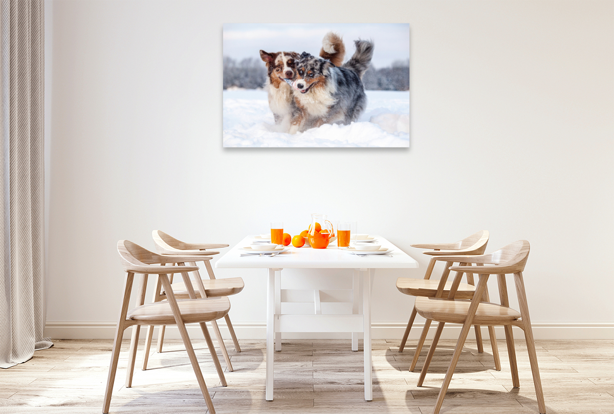 Australian Shepherds haben Spaß im Schnee