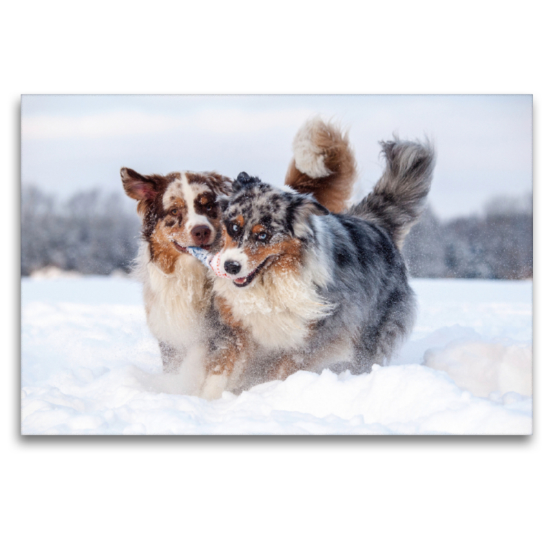 Australian Shepherds haben Spaß im Schnee