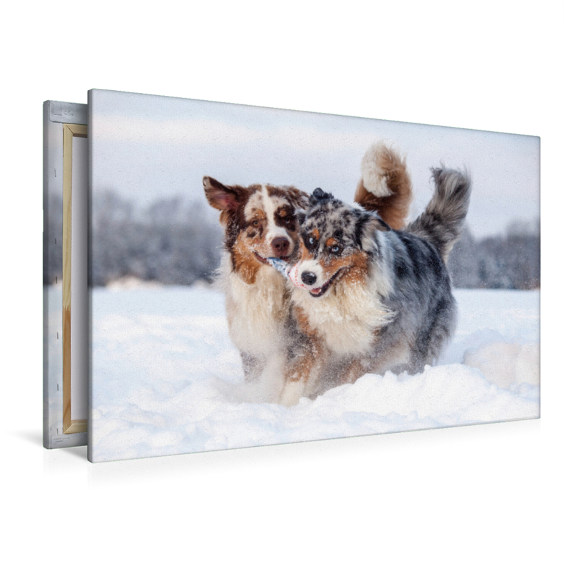 Australian Shepherds haben Spaß im Schnee