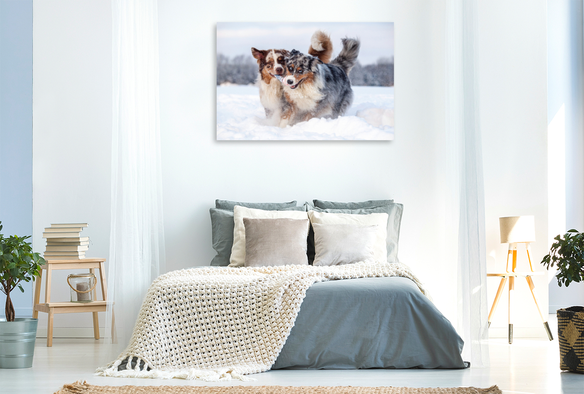 Australian Shepherds haben Spaß im Schnee