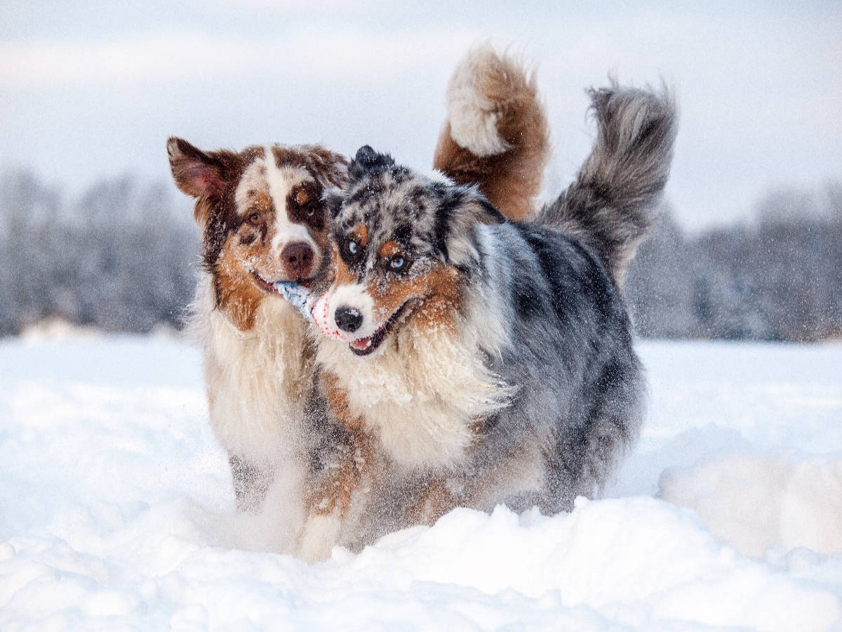 Australian Shepherds haben Spaß im Schnee