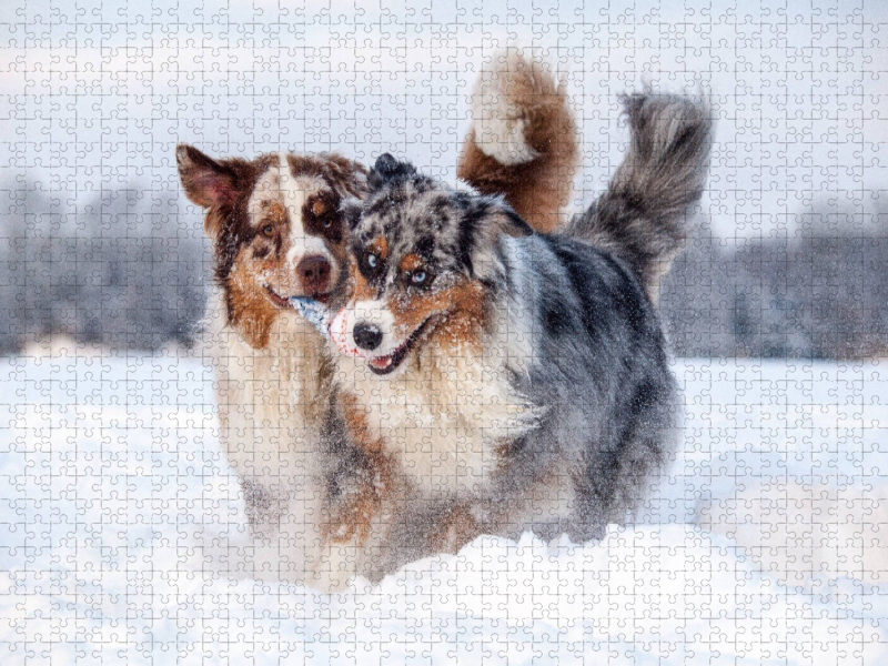 Australian Shepherds haben Spaß im Schnee
