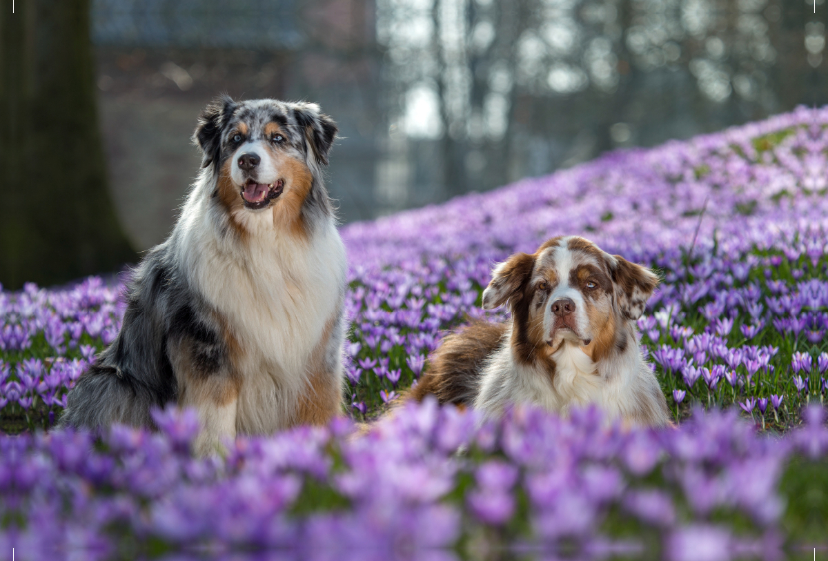 Australian Shepherd im Krokussmeer