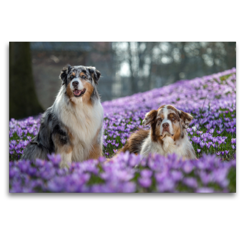 Australian Shepherd im Krokussmeer