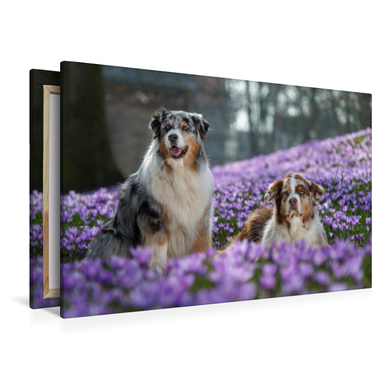 Australian Shepherd im Krokussmeer