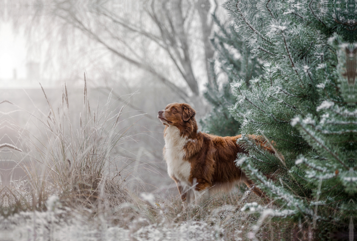 Australian Shepherd in frostiger Winterlandschaft