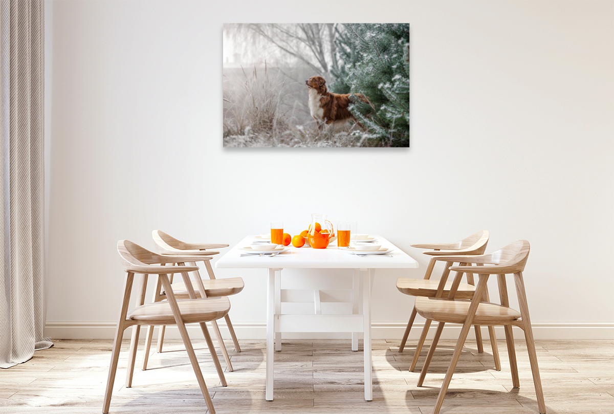 Australian Shepherd in frostiger Winterlandschaft