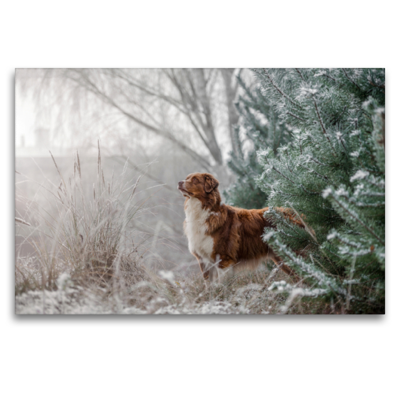 Australian Shepherd in frostiger Winterlandschaft