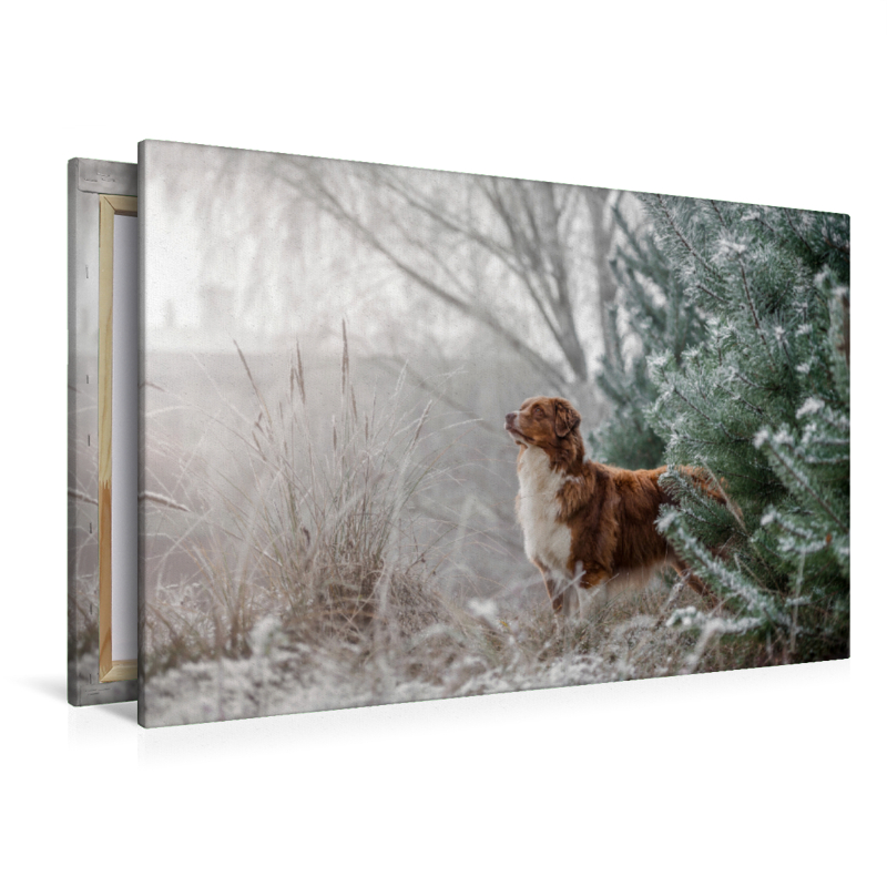 Australian Shepherd in frostiger Winterlandschaft