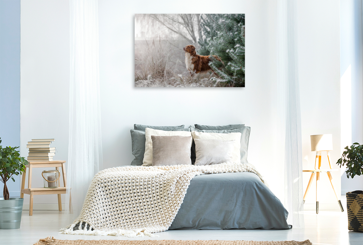 Australian Shepherd in frostiger Winterlandschaft