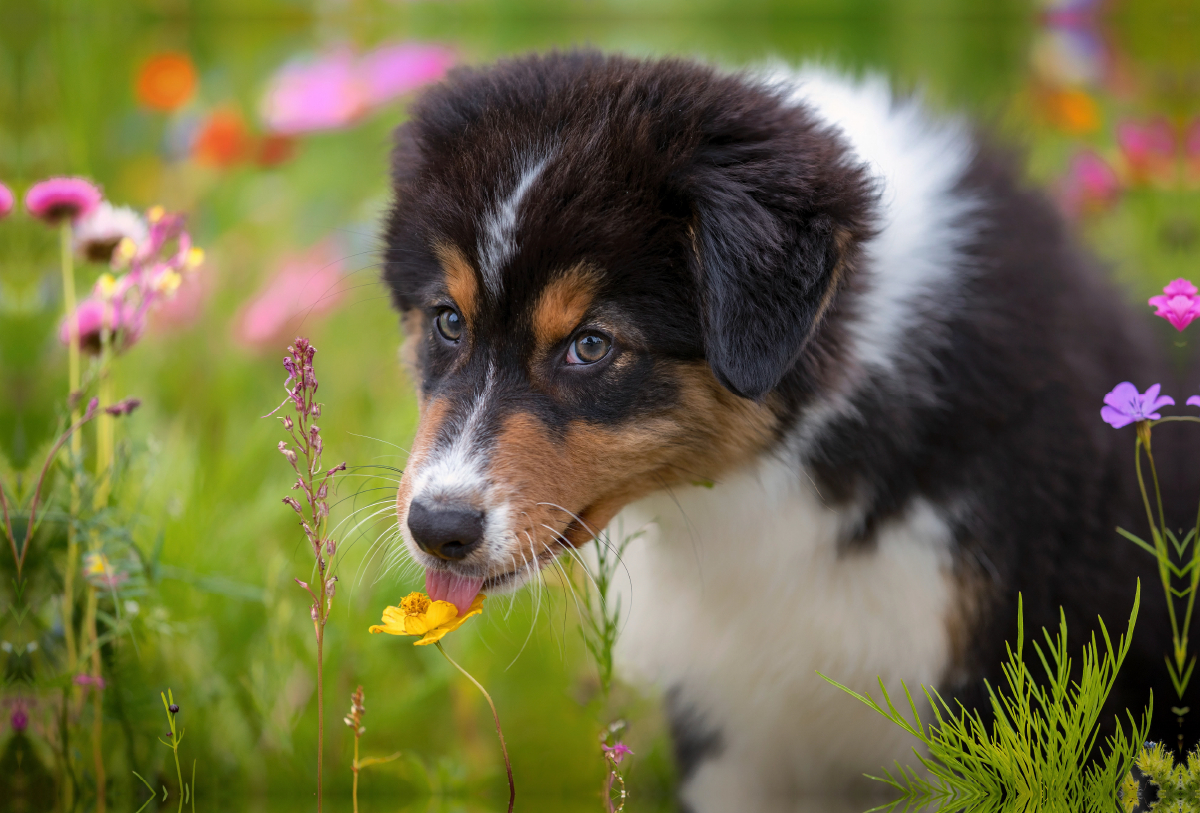 Australian Shepherd Welpe leckt an einer Blüte