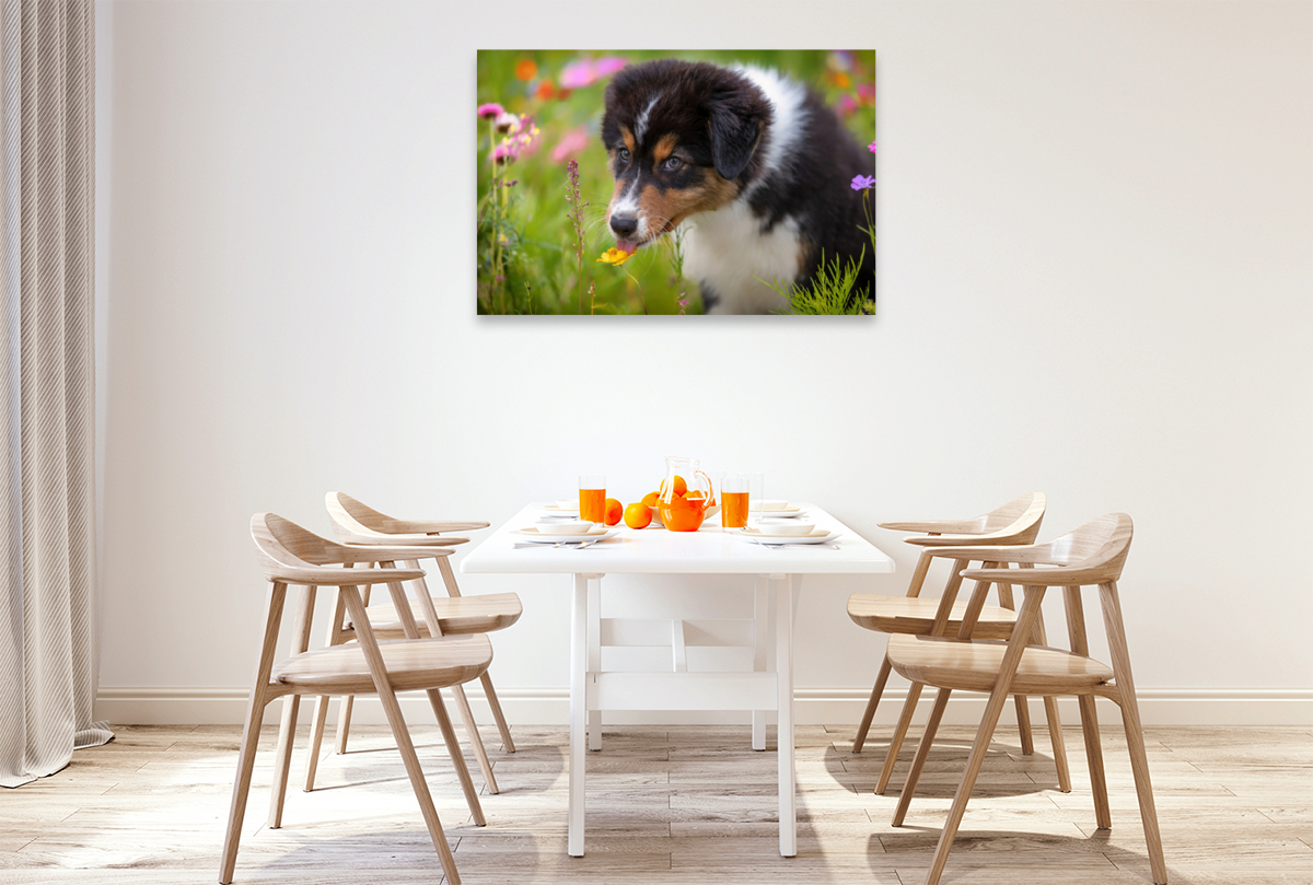 Australian Shepherd Welpe leckt an einer Blüte