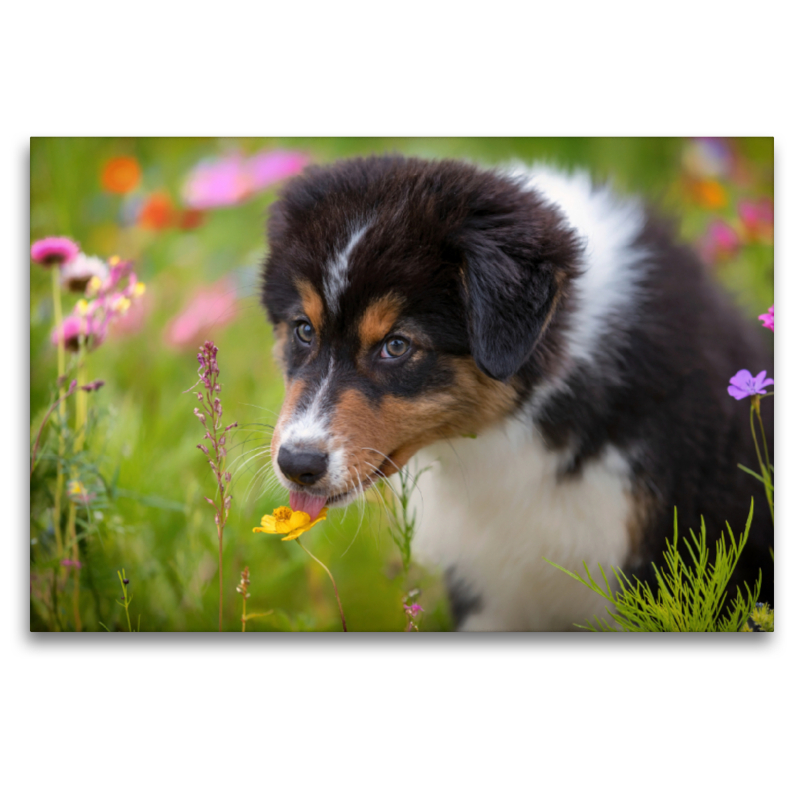 Australian Shepherd Welpe leckt an einer Blüte