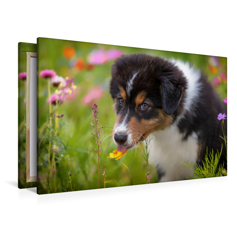 Australian Shepherd Welpe leckt an einer Blüte