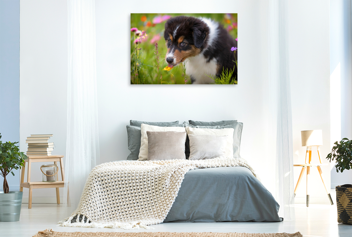 Australian Shepherd Welpe leckt an einer Blüte