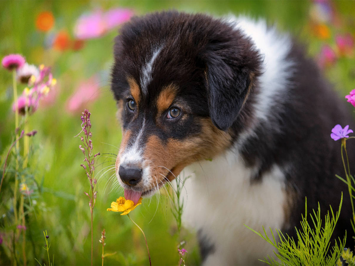 Australian Shepherd Welpe leckt an einer Blüte