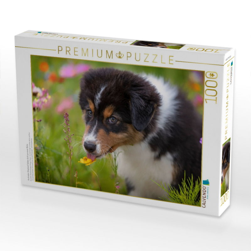 Australian Shepherd Welpe leckt an einer Blüte