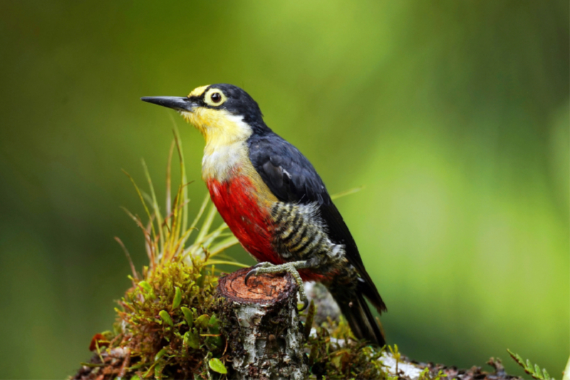 Goldmaskenspecht (Melanerpes flavifrons)