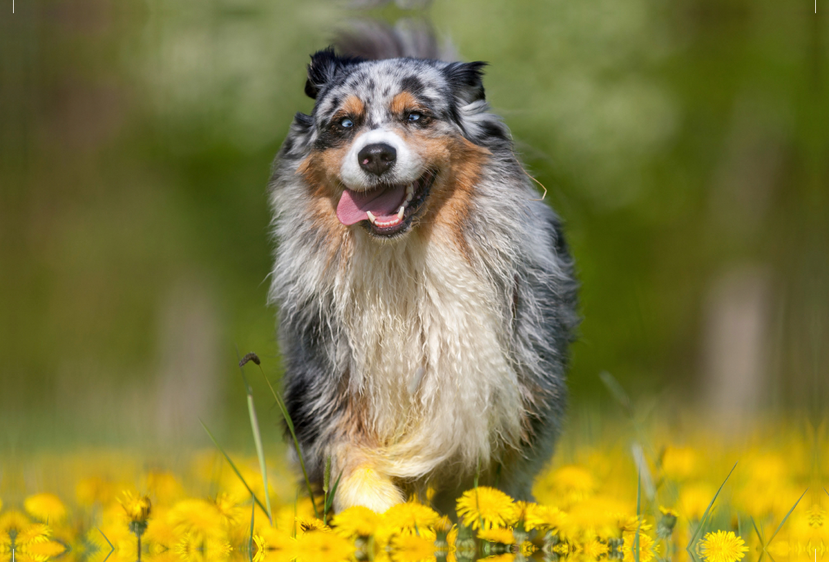 Australian Shepherd im Frühling