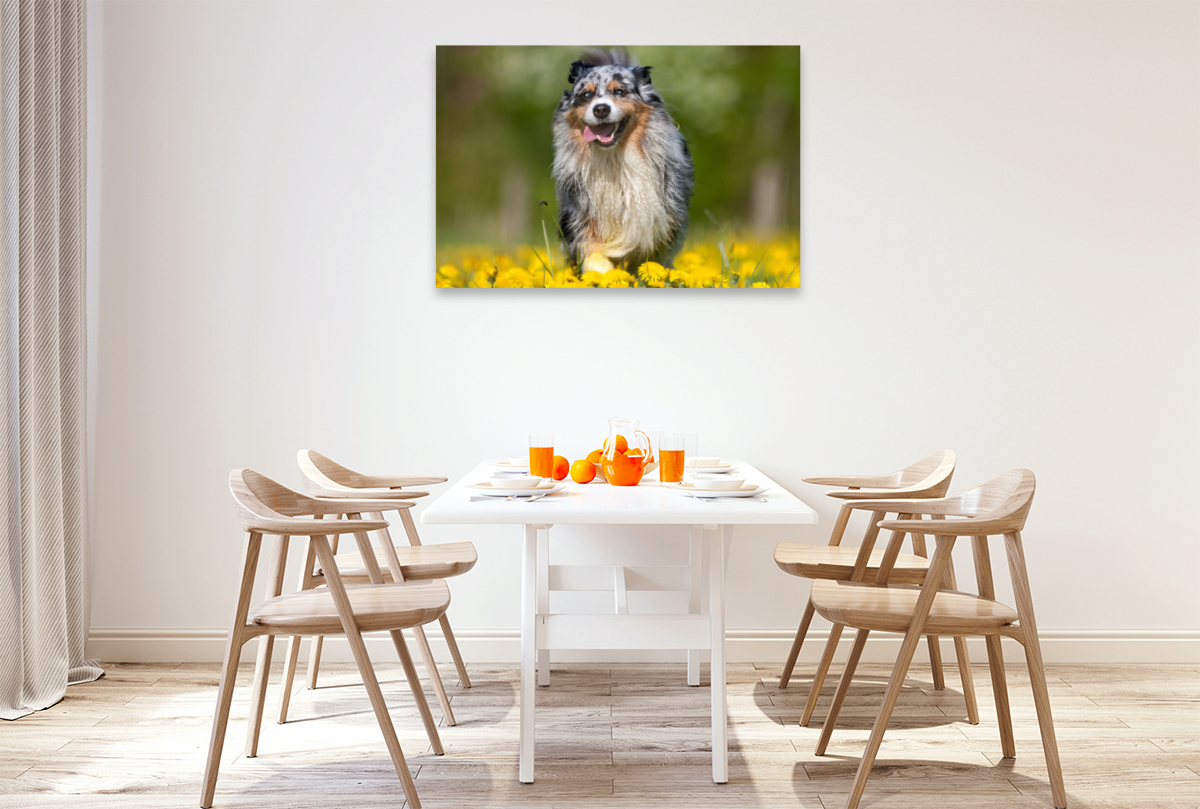 Australian Shepherd im Frühling