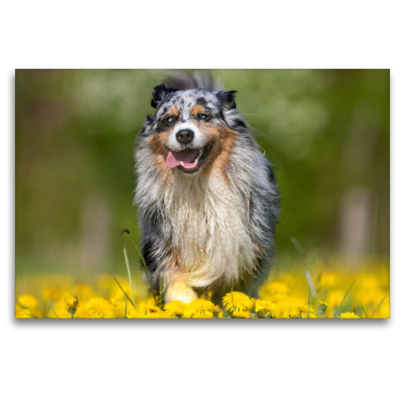 Australian Shepherd im Frühling