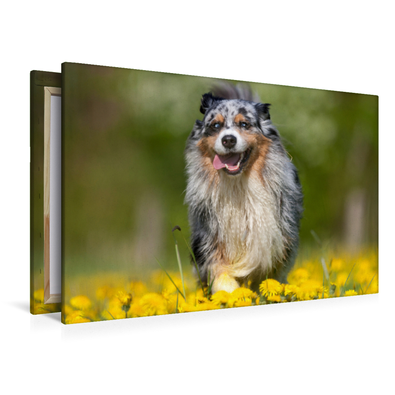 Australian Shepherd im Frühling