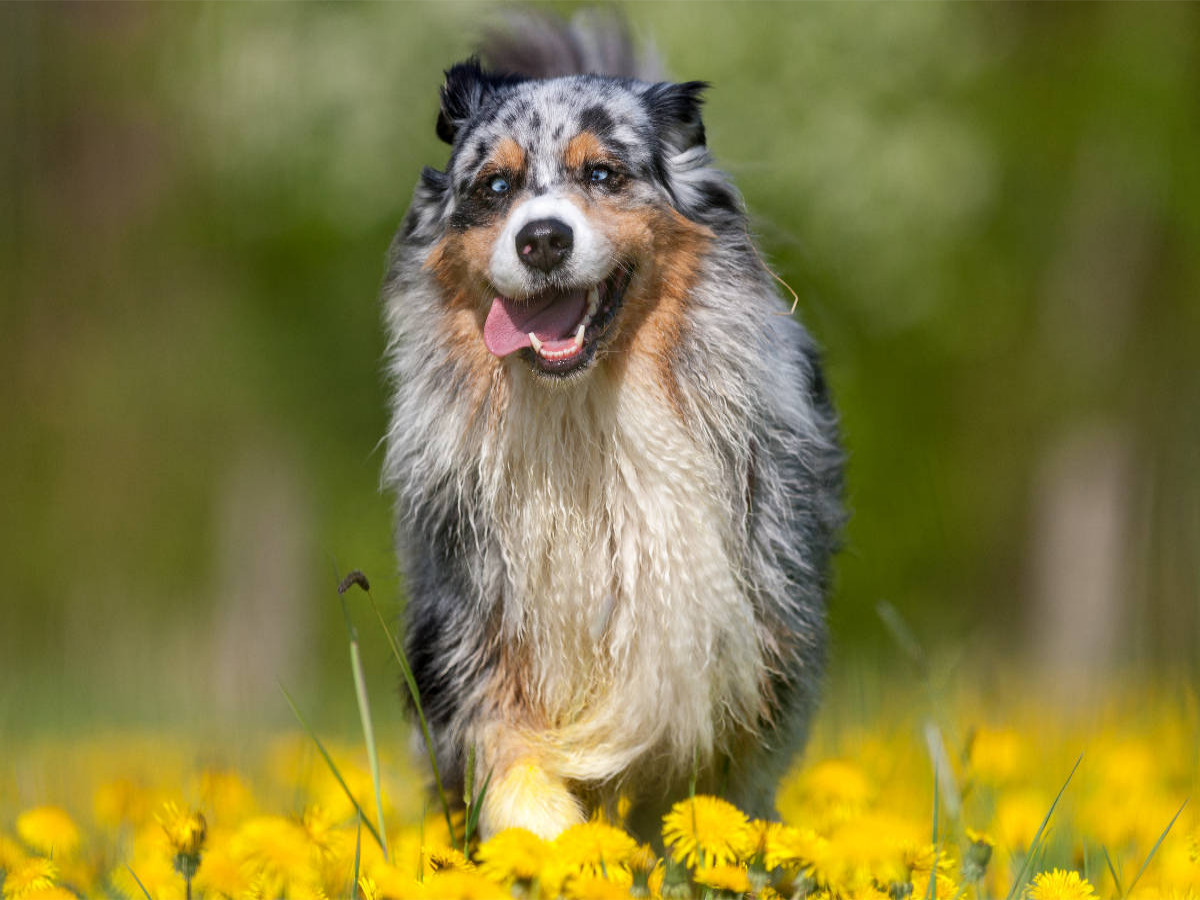 Australian Shepherd im Frühling