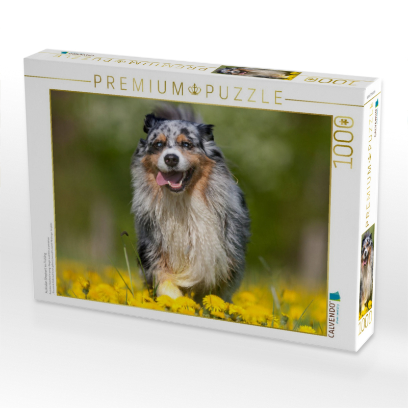 Australian Shepherd im Frühling