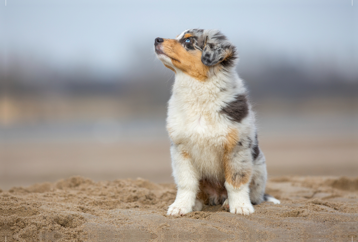 Australian Shepherd Welpe am Strand