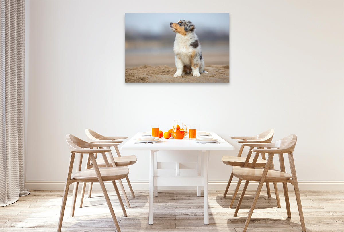 Australian Shepherd Welpe am Strand