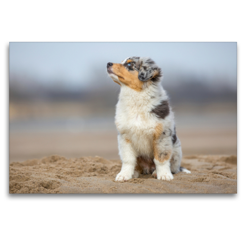 Australian Shepherd Welpe am Strand