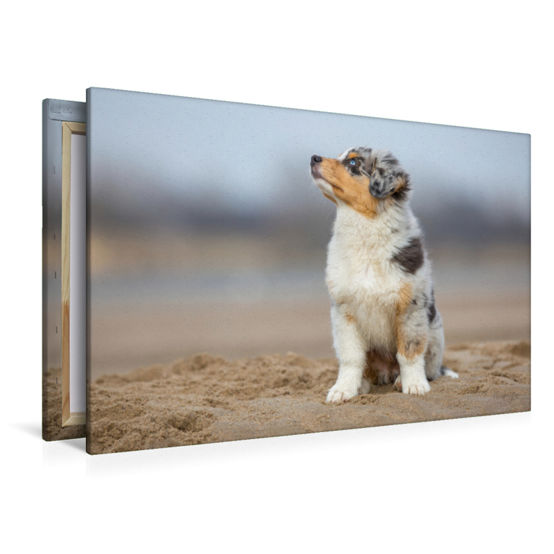 Australian Shepherd Welpe am Strand