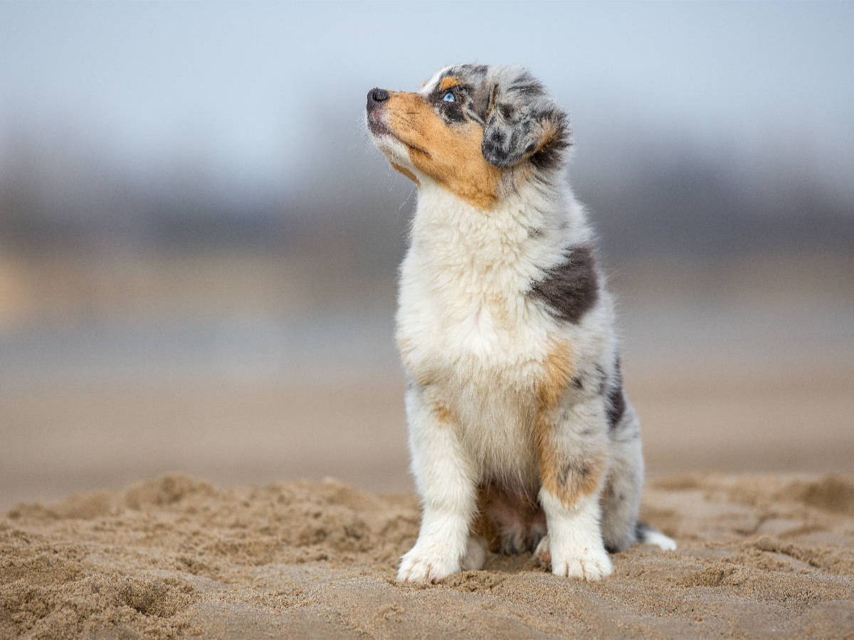 Australian Shepherd Welpe am Strand