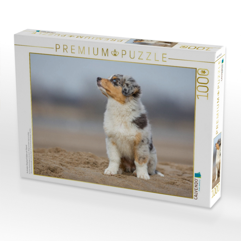 Australian Shepherd Welpe am Strand