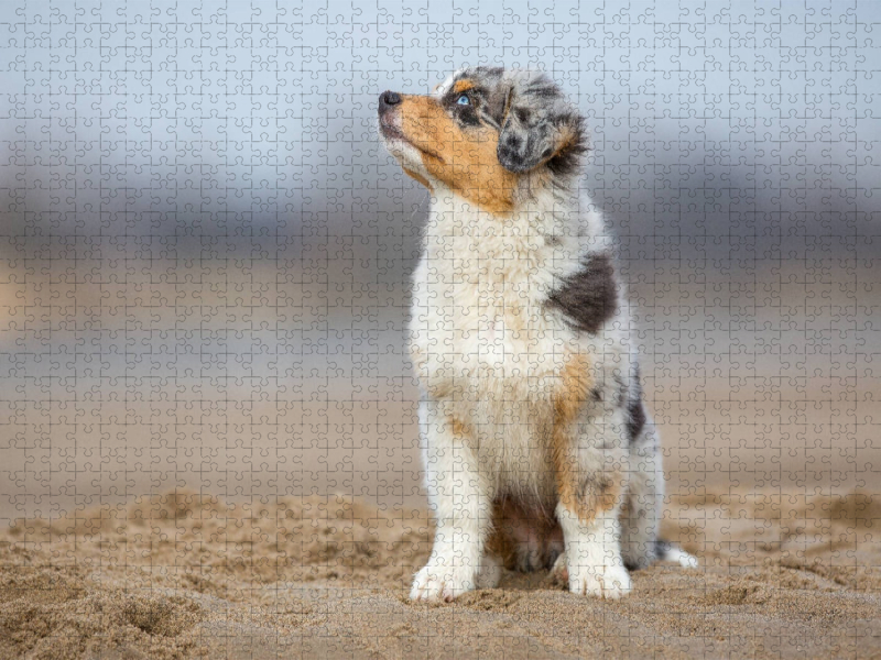 Australian Shepherd Welpe am Strand