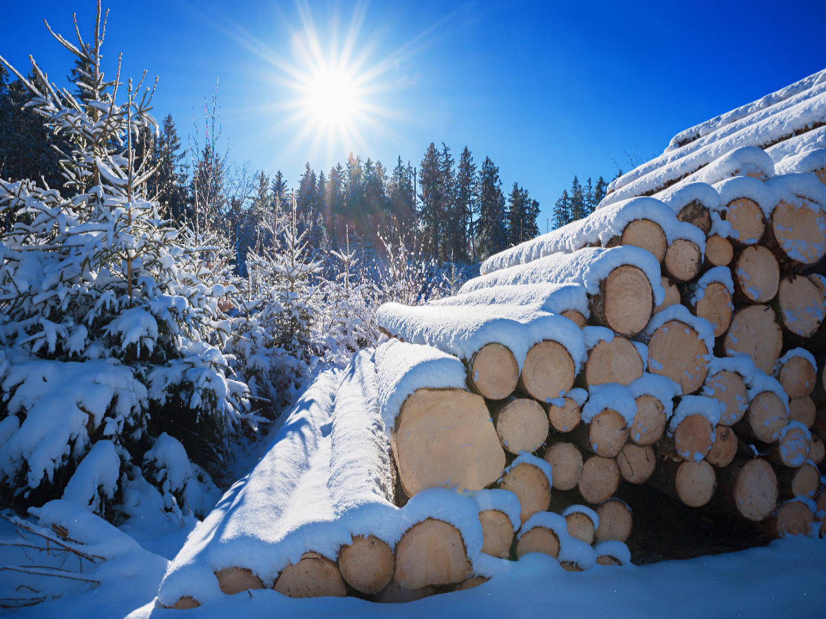 Winterwald