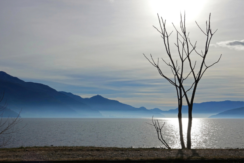 Baum am Comer See